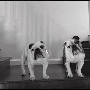 Meet your Posher, Susie